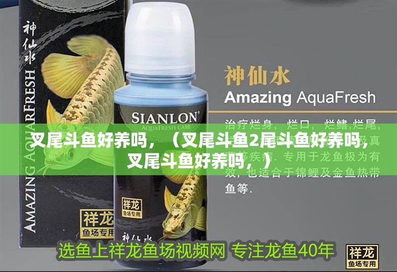 叉尾斗魚(yú)好養(yǎng)嗎，（叉尾斗魚(yú)2尾斗魚(yú)好養(yǎng)嗎，叉尾斗魚(yú)好養(yǎng)嗎，）