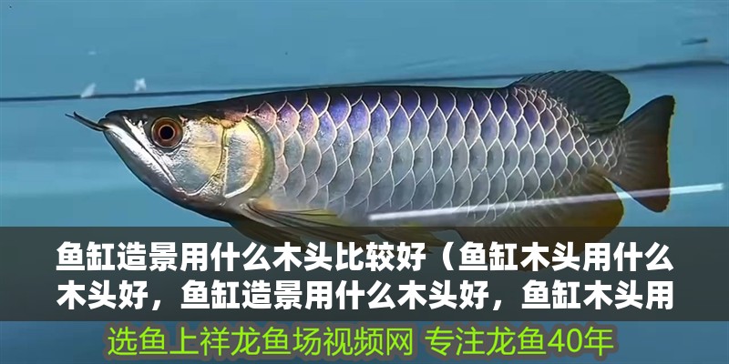 魚缸造景用什么木頭比較好（魚缸木頭用什么木頭好，魚缸造景用什么木頭好，魚缸木頭用什么好）