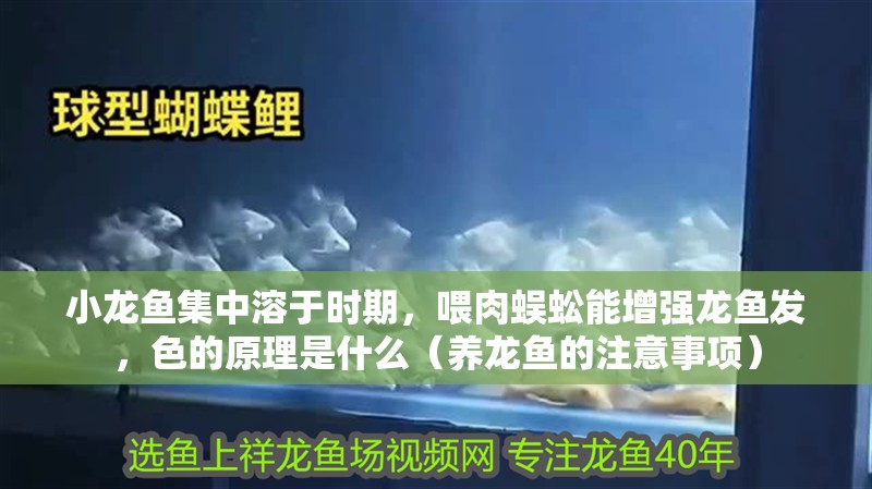 小龍魚集中溶于時(shí)期，喂肉蜈蚣能增強(qiáng)龍魚發(fā)，色的原理是什么（養(yǎng)龍魚的注意事項(xiàng)）