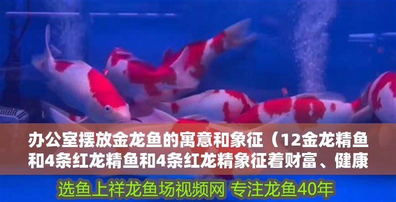 辦公室擺放金龍魚的寓意和象征（12金龍精魚和4條紅龍精魚和4條紅龍精象征著財富、健康和長壽）