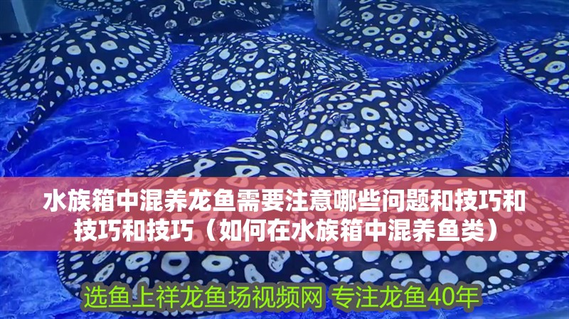水族箱中混養龍魚需要注意哪些問題和技巧和技巧和技巧（如何在水族箱中混養魚類）