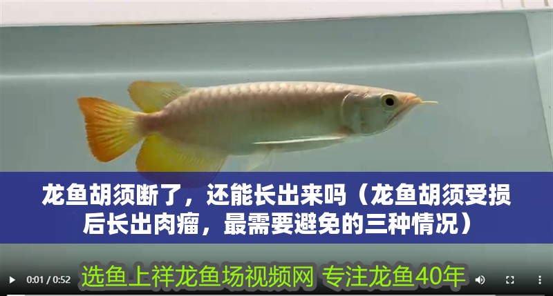 龍魚胡須斷了，還能長出來嗎（龍魚胡須受損后長出肉瘤，最需要避免的三種情況）