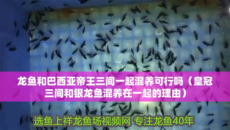 龍魚和巴西亞帝王三間一起混養可行嗎（皇冠三間和銀龍魚混養在一起的理由）