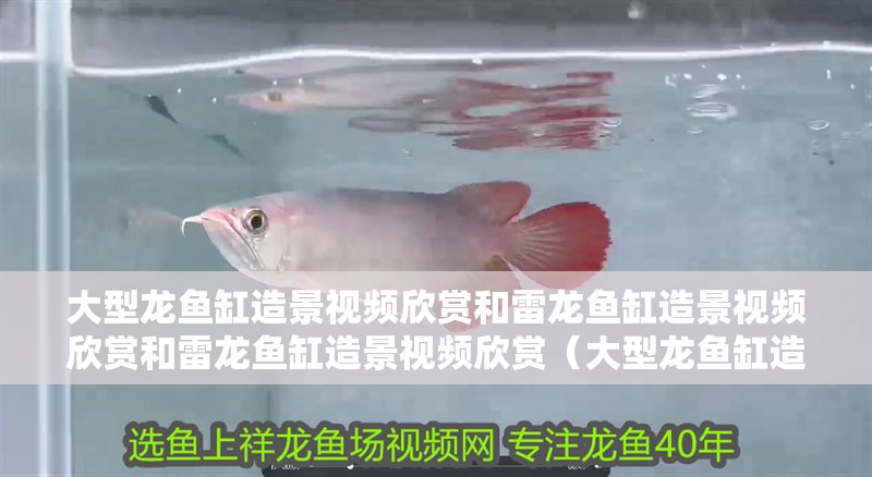 大型龍魚缸造景視頻欣賞和雷龍魚缸造景視頻欣賞和雷龍魚缸造景視頻欣賞（大型龍魚缸造景之雙面式布景法）
