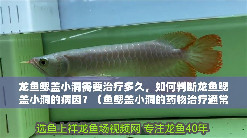 龍魚鰓蓋小洞需要治療多久，如何判斷龍魚鰓蓋小洞的病因？（魚鰓蓋小洞的藥物治療通常需要根據具體情況來定）