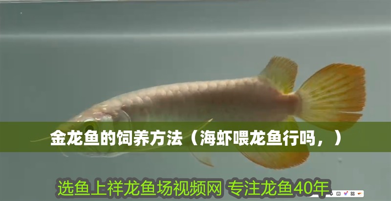 金龍魚的飼養方法（海蝦喂龍魚行嗎，）