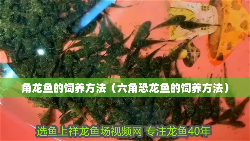 角龍魚的飼養方法（六角恐龍魚的飼養方法）
