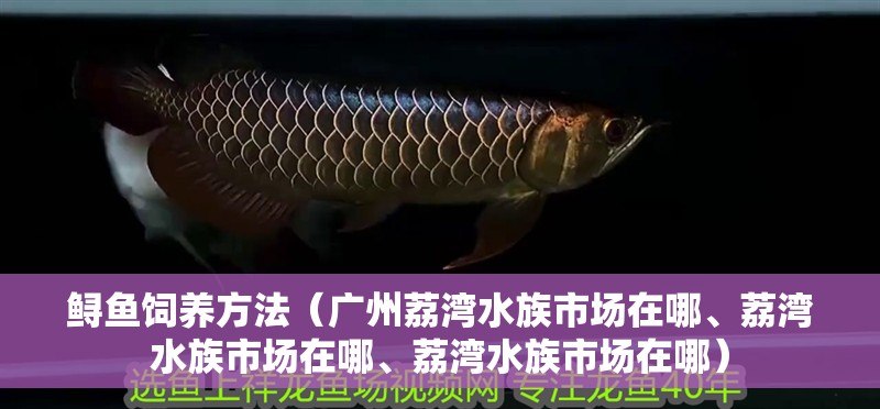 鱘魚飼養方法（廣州荔灣水族市場在哪、荔灣水族市場在哪、荔灣水族市場在哪）