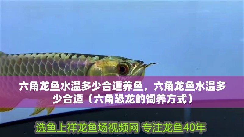 六角龍魚水溫多少合適養魚，六角龍魚水溫多少合適（六角恐龍的飼養方式）