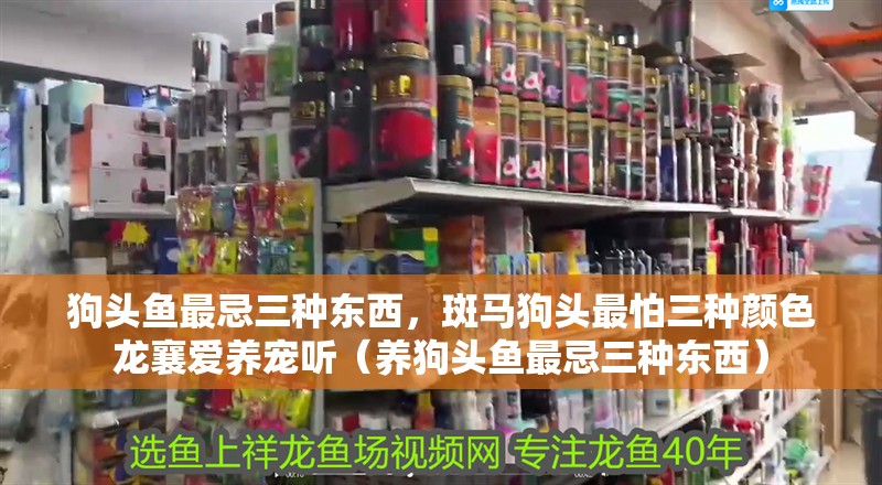 狗頭魚最忌三種東西，斑馬狗頭最怕三種顏色龍襄愛養寵聽（養狗頭魚最忌三種東西）