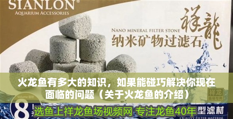 火龍魚有多大的知識，如果能碰巧解決你現在面臨的問題（關于火龍魚的介紹）