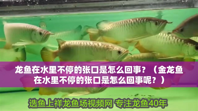 龍魚在水里不停的張口是怎么回事？（金龍魚在水里不停的張口是怎么回事呢？）
