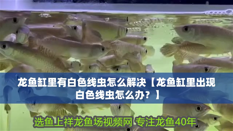 龍魚缸里有白色線蟲怎么解決【龍魚缸里出現白色線蟲怎么辦？】