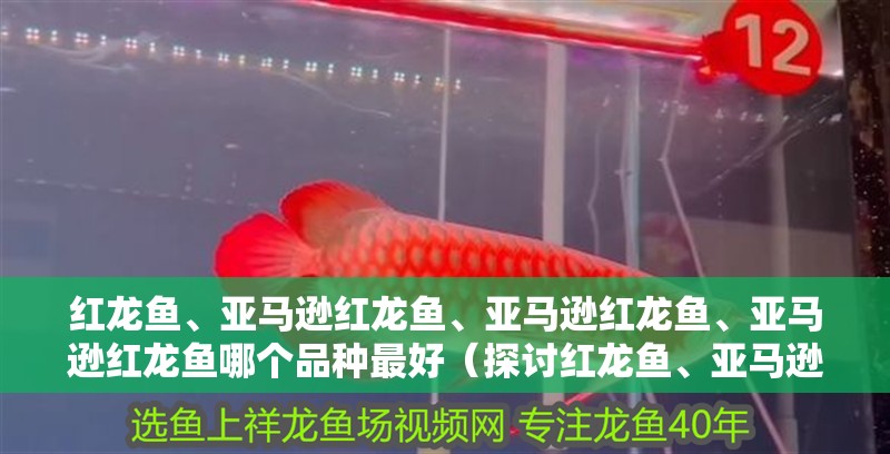紅龍魚、亞馬遜紅龍魚、亞馬遜紅龍魚、亞馬遜紅龍魚哪個品種最好（探討紅龍魚、亞馬遜紅龍魚）