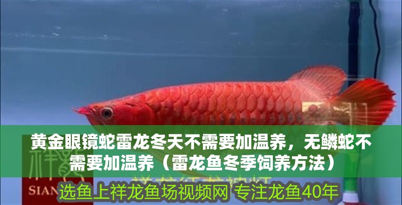 黃金眼鏡蛇雷龍冬天不需要加溫養，無鱗蛇不需要加溫養（雷龍魚冬季飼養方法）