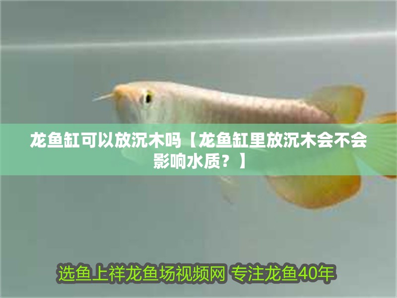 龍魚(yú)缸可以放沉木嗎【龍魚(yú)缸里放沉木會(huì)不會(huì)影響水質(zhì)？】