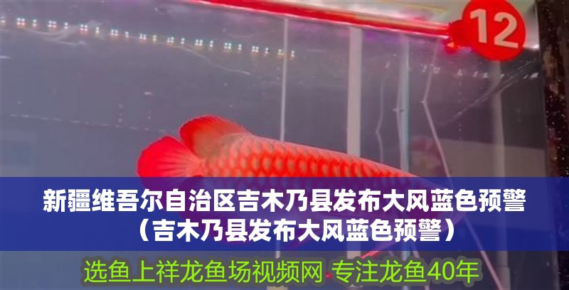 新疆維吾爾自治區吉木乃縣發布大風藍色預警（吉木乃縣發布大風藍色預警） 新疆維吾爾自治區吉木乃縣發布大風藍色預警（吉木乃縣發布大風藍色預警） 觀賞魚百科 第7張