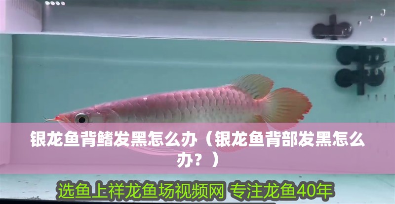 銀龍魚背鰭發黑怎么辦（銀龍魚背部發黑怎么辦？）