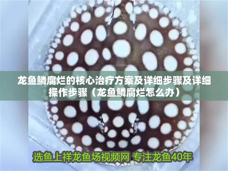 龍魚鱗腐爛的核心治療方案及詳細(xì)步驟及詳細(xì)操作步驟（龍魚鱗腐爛怎么辦）