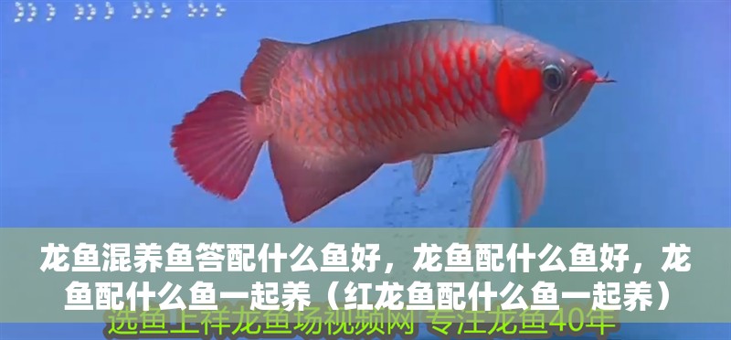 龍魚混養(yǎng)魚答配什么魚好，龍魚配什么魚好，龍魚配什么魚一起養(yǎng)（紅龍魚配什么魚一起養(yǎng)）