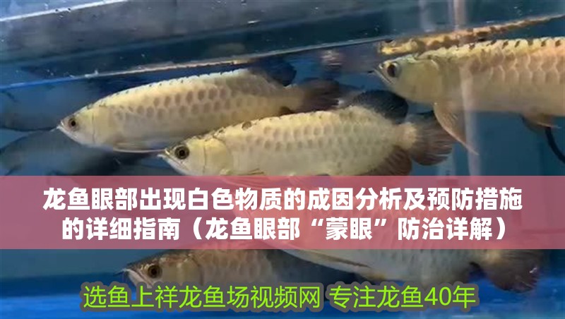 龍魚眼部出現白色物質的成因分析及預防措施的詳細指南（龍魚眼部“蒙眼”防治詳解）