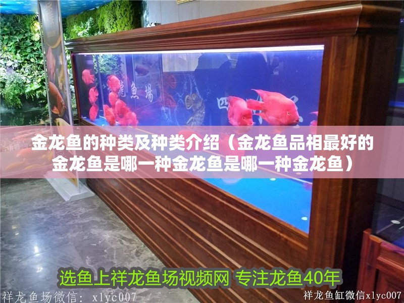 金龍魚的種類及種類介紹（金龍魚品相最好的金龍魚是哪一種金龍魚是哪一種金龍魚）