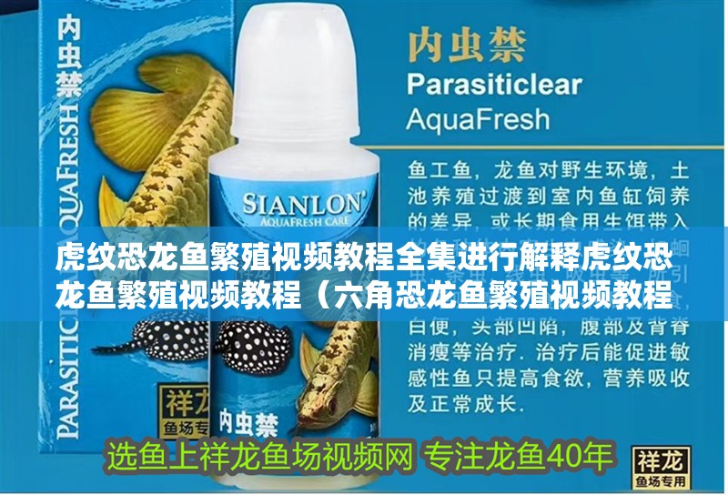 虎紋恐龍魚繁殖視頻教程全集進行解釋虎紋恐龍魚繁殖視頻教程（六角恐龍魚繁殖視頻教程全集）