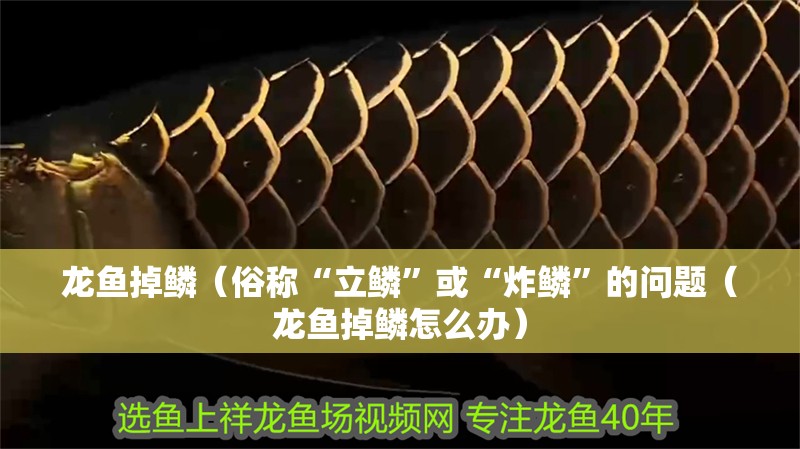 龍魚掉鱗（俗稱“立鱗”或“炸鱗”的問題（龍魚掉鱗怎么辦）