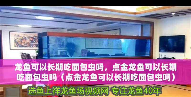 龍魚可以長期吃面包蟲嗎，點金龍魚可以長期吃面包蟲嗎（點金龍魚可以長期吃面包蟲嗎）