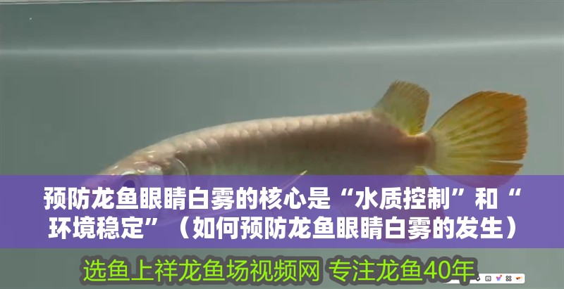 預防龍魚眼睛白霧的核心是“水質(zhì)控制”和“環(huán)境穩(wěn)定”（如何預防龍魚眼睛白霧的發(fā)生）