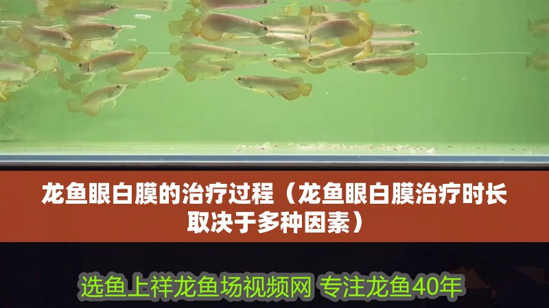 龍魚眼白膜的治療過程（龍魚眼白膜治療時(shí)長取決于多種因素）