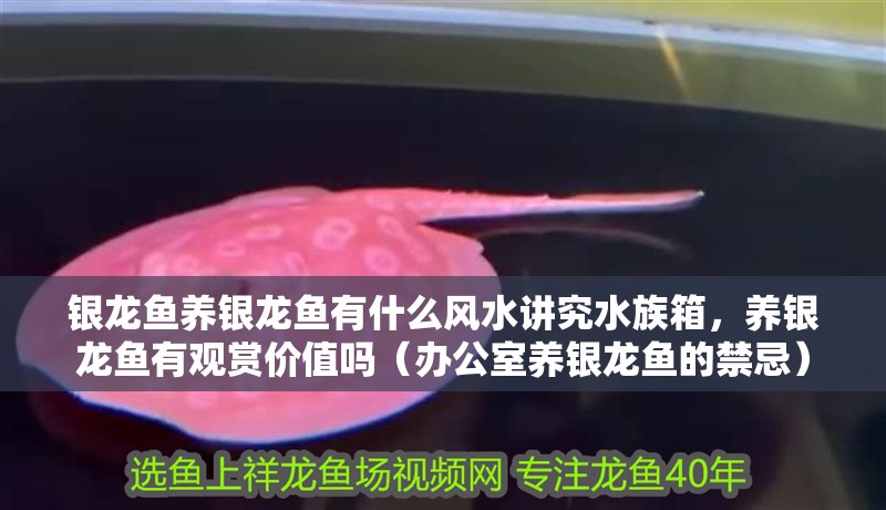 銀龍魚養銀龍魚有什么風水講究水族箱，養銀龍魚有觀賞價值嗎（辦公室養銀龍魚的禁忌）