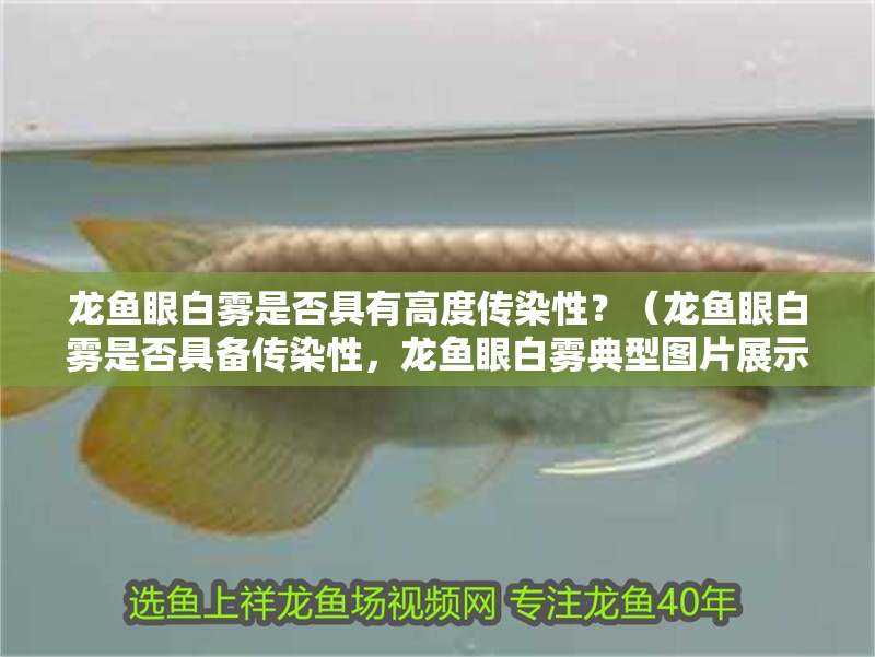 龍魚眼白霧是否具有高度傳染性？（龍魚眼白霧是否具備傳染性，龍魚眼白霧典型圖片展示）