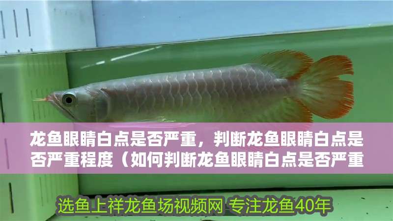 龍魚眼睛白點是否嚴重，判斷龍魚眼睛白點是否嚴重程度（如何判斷龍魚眼睛白點是否嚴重）