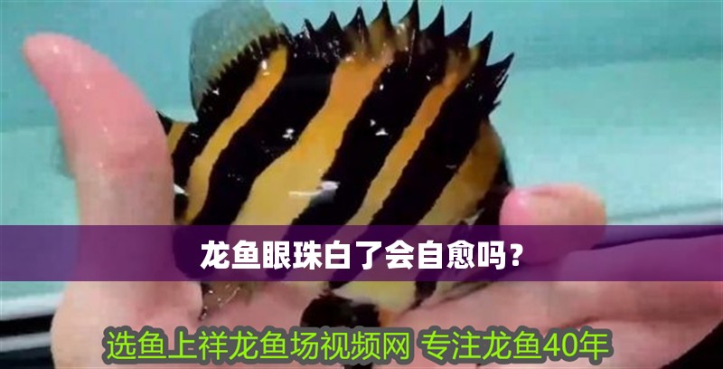 龍魚眼珠白了會自愈嗎？