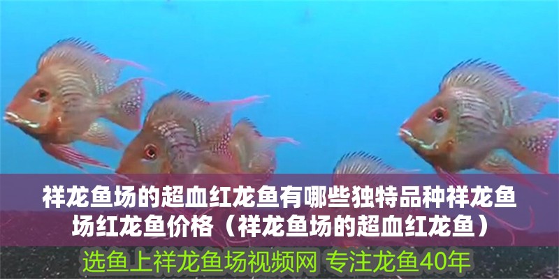 祥龍魚場(chǎng)的超血紅龍魚有哪些獨(dú)特品種祥龍魚場(chǎng)紅龍魚價(jià)格（祥龍魚場(chǎng)的超血紅龍魚）