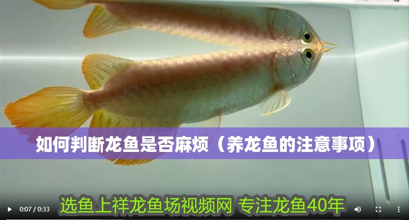 如何判斷龍魚是否麻煩（養龍魚的注意事項）