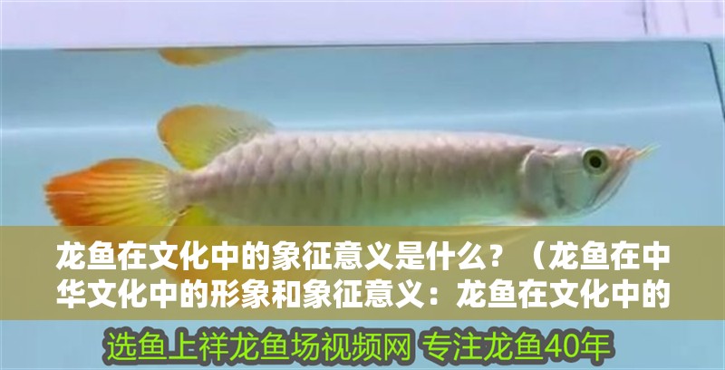 龍魚在文化中的象征意義是什么？（龍魚在中華文化中的形象和象征意義：龍魚在文化中的象征意義）