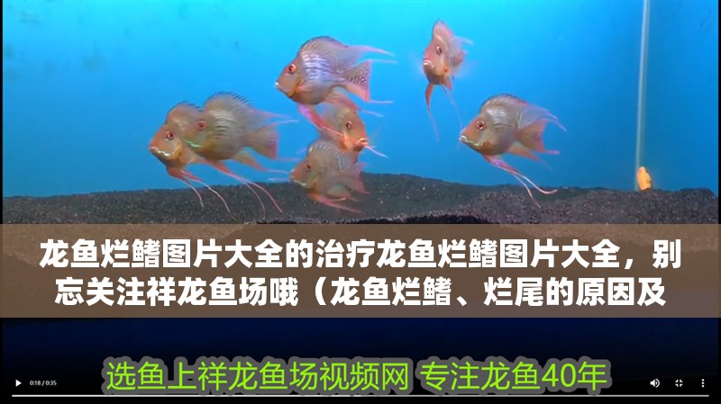 龍魚爛鰭圖片大全的治療龍魚爛鰭圖片大全，別忘關注祥龍魚場哦（龍魚爛鰭、爛尾的原因及處理方法）