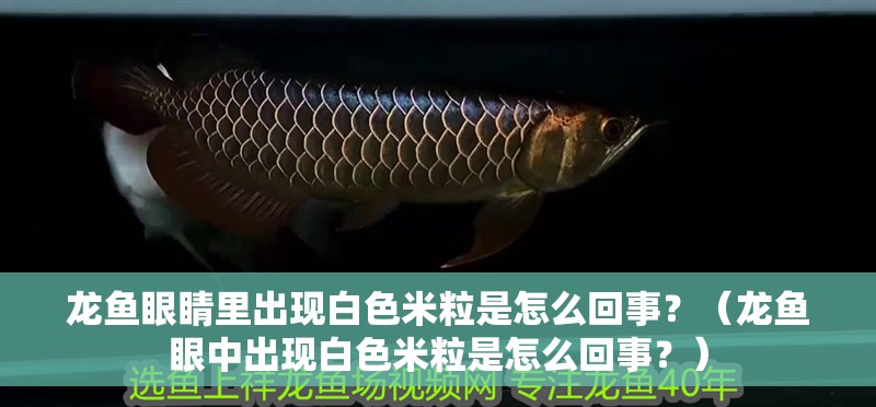 龍魚眼睛里出現(xiàn)白色米粒是怎么回事？（龍魚眼中出現(xiàn)白色米粒是怎么回事？）