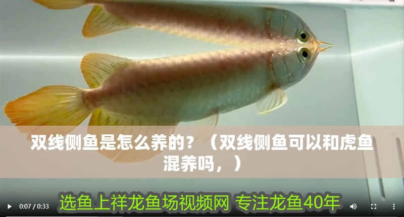 雙線側魚是怎么養的？（雙線側魚可以和虎魚混養嗎，）