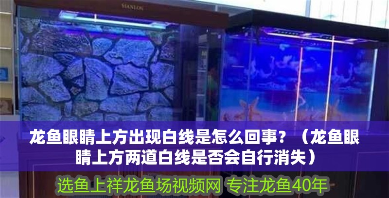龍魚眼睛上方出現白線是怎么回事？（龍魚眼睛上方兩道白線是否會自行消失）