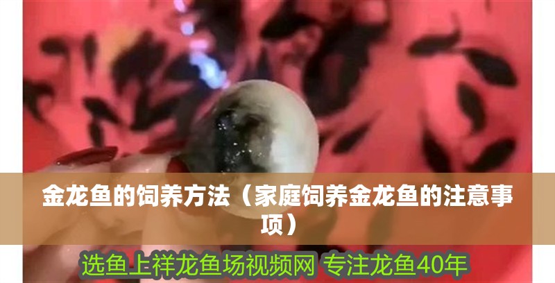 金龍魚的飼養方法（家庭飼養金龍魚的注意事項）