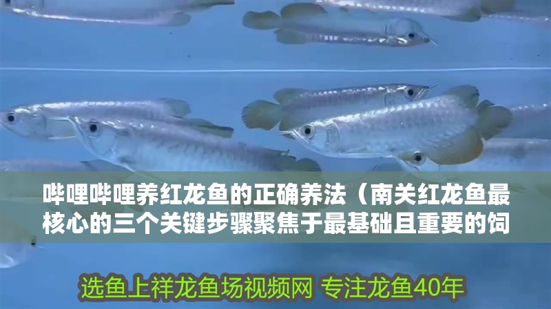 嗶哩嗶哩養紅龍魚的正確養法（南關紅龍魚最核心的三個關鍵步驟聚焦于最基礎且重要的飼養）