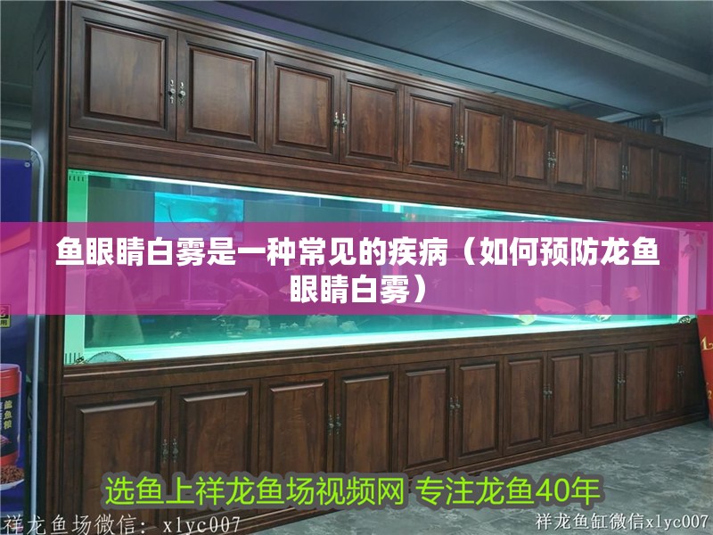 魚眼睛白霧是一種常見的疾病（如何預防龍魚眼睛白霧）