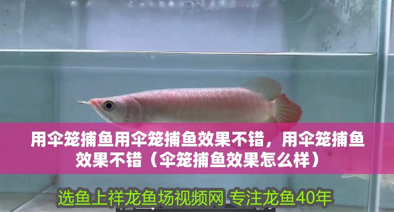 用傘籠捕魚用傘籠捕魚效果不錯，用傘籠捕魚效果不錯（傘籠捕魚效果怎么樣）