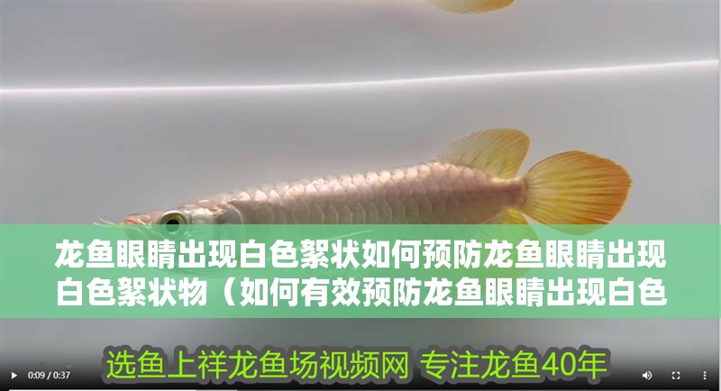 龍魚眼睛出現白色絮狀如何預防龍魚眼睛出現白色絮狀物（如何有效預防龍魚眼睛出現白色絮狀物）