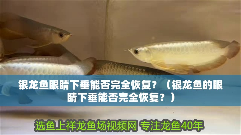 銀龍魚眼睛下垂能否完全恢復(fù)？（銀龍魚的眼睛下垂能否完全恢復(fù)？）