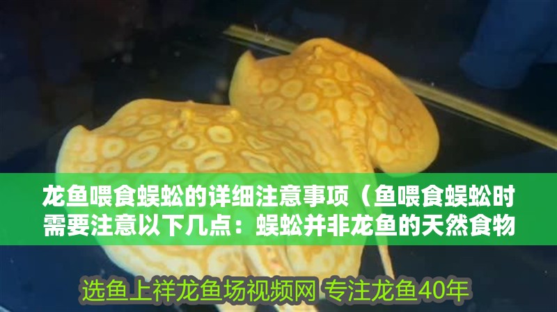 龍魚喂食蜈蚣的詳細(xì)注意事項(xiàng)（魚喂食蜈蚣時(shí)需要注意以下幾點(diǎn)：蜈蚣并非龍魚的天然食物來源）