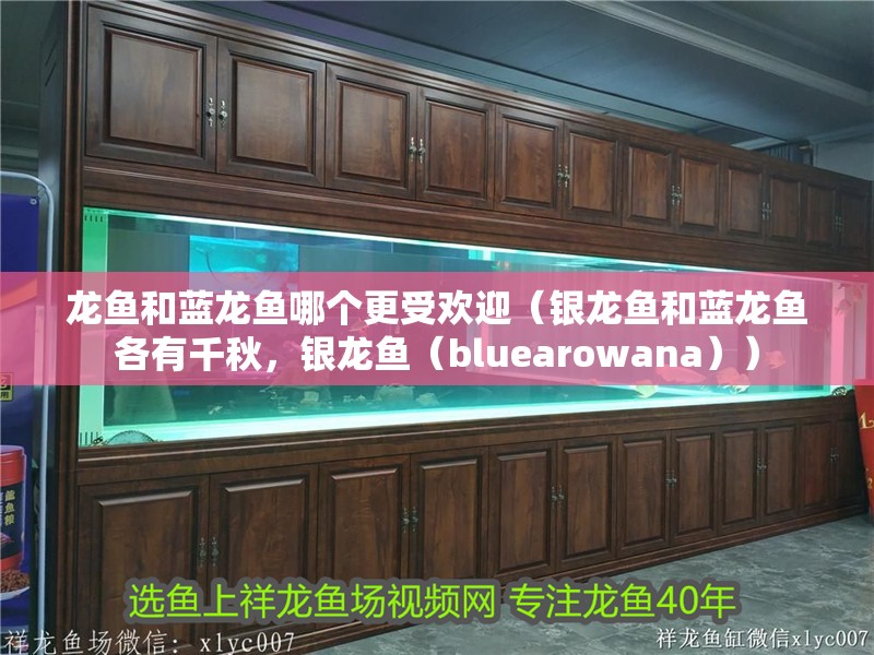 龍魚和藍龍魚哪個更受歡迎（銀龍魚和藍龍魚各有千秋，銀龍魚（bluearowana））